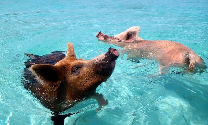 A ilha dos porcos nadadores