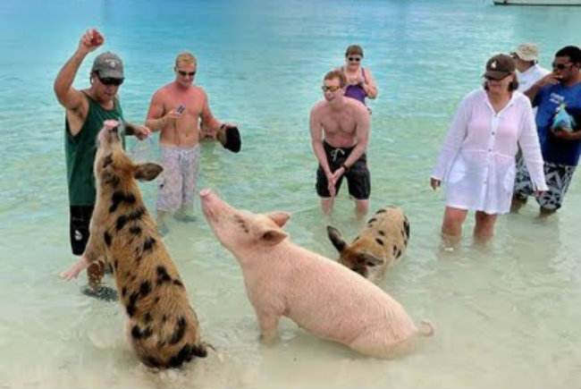 A ilha dos porcos nadadores