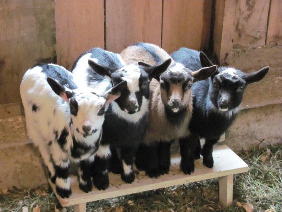 grupo de mini cabras