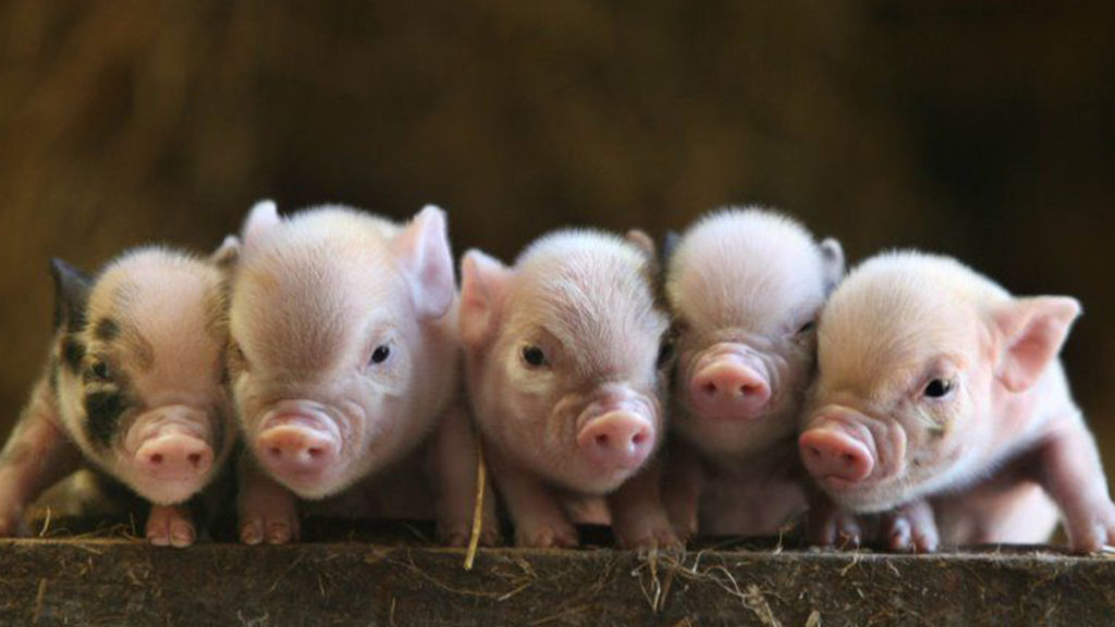 Filhotinhos de mini porco de fotografia publicitária