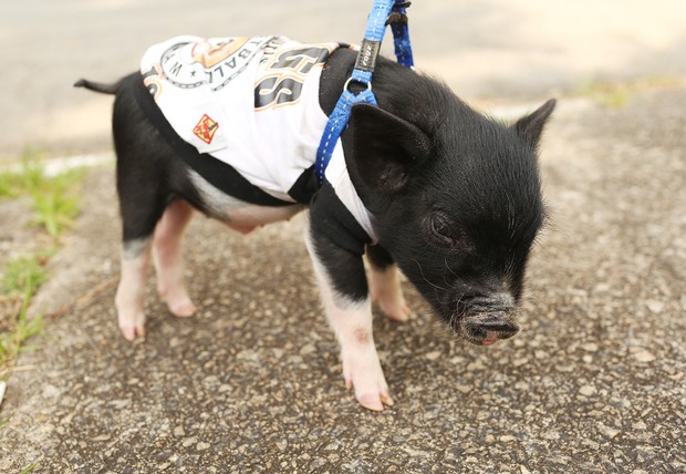 Mini porco preto passeando de coleira
