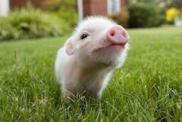 Micro pig – saiba tudo sobre os porquinhos de estimação