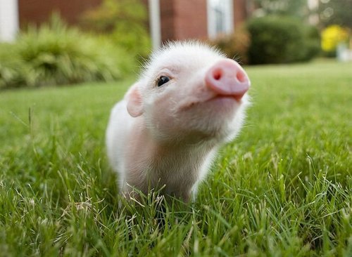 Micro pig – saiba tudo sobre os porquinhos de estimação