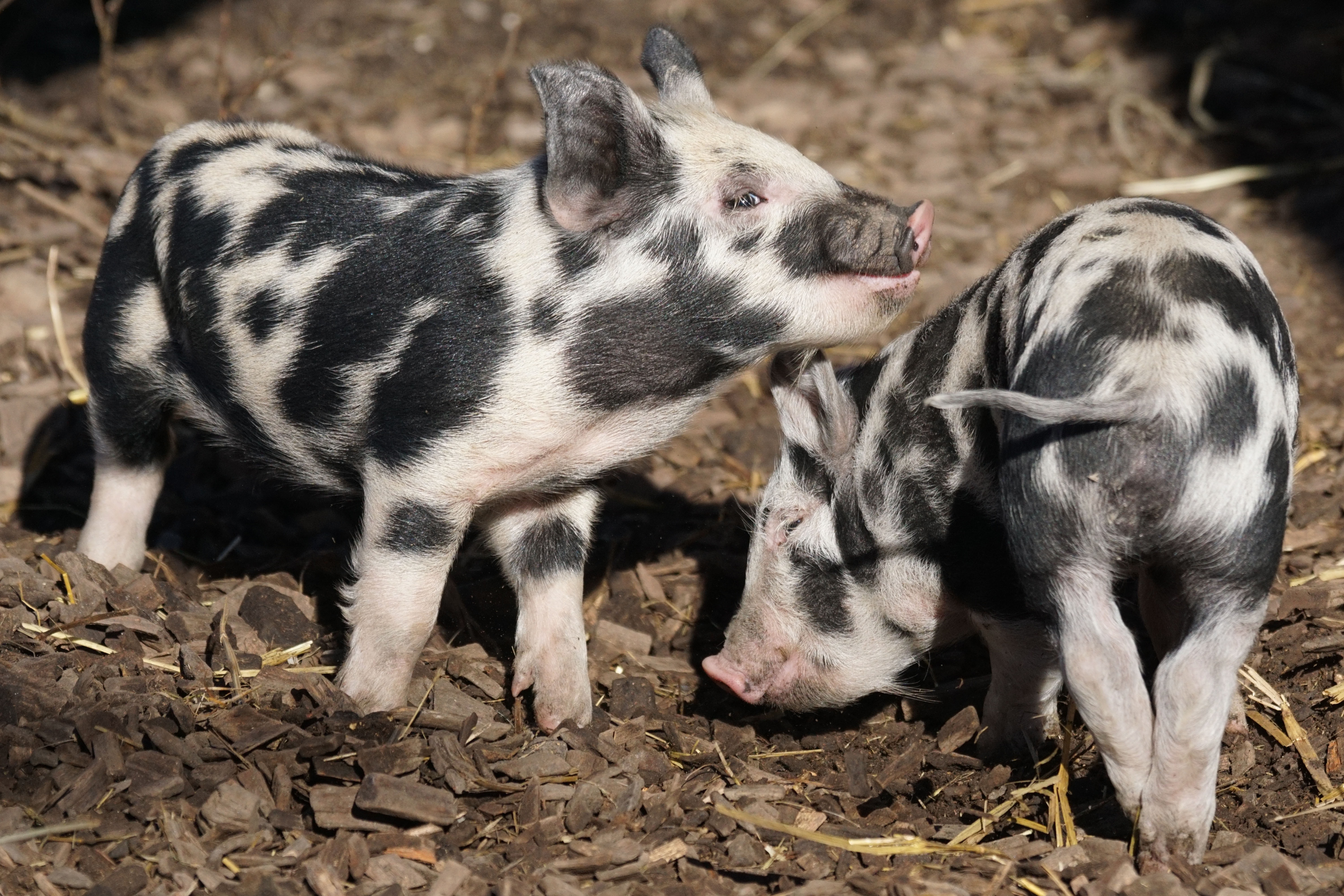 10 curiosidades sobre os mini pigs que você precisa saber