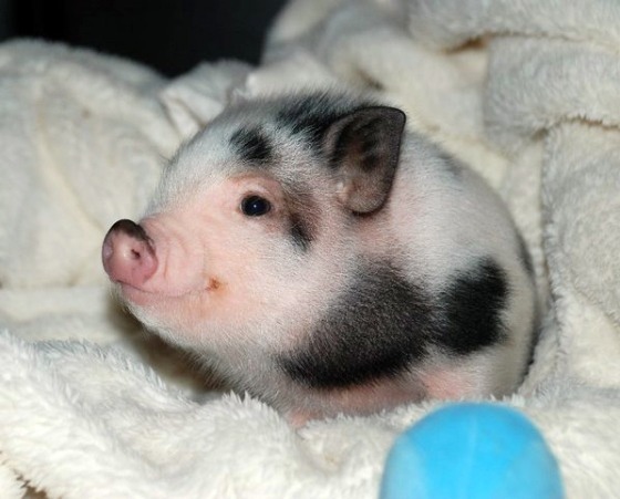 Mini Pig Preço, descubra quanto custa um porquinho de estimação aqui!