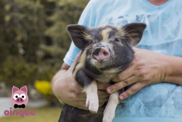 Mini porcos são a mais nova opção de animais de estimação
