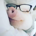 Hamlet porquinho usa óculos para foto