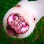 Fucinho de porco, marca de extrema fofura da espécie