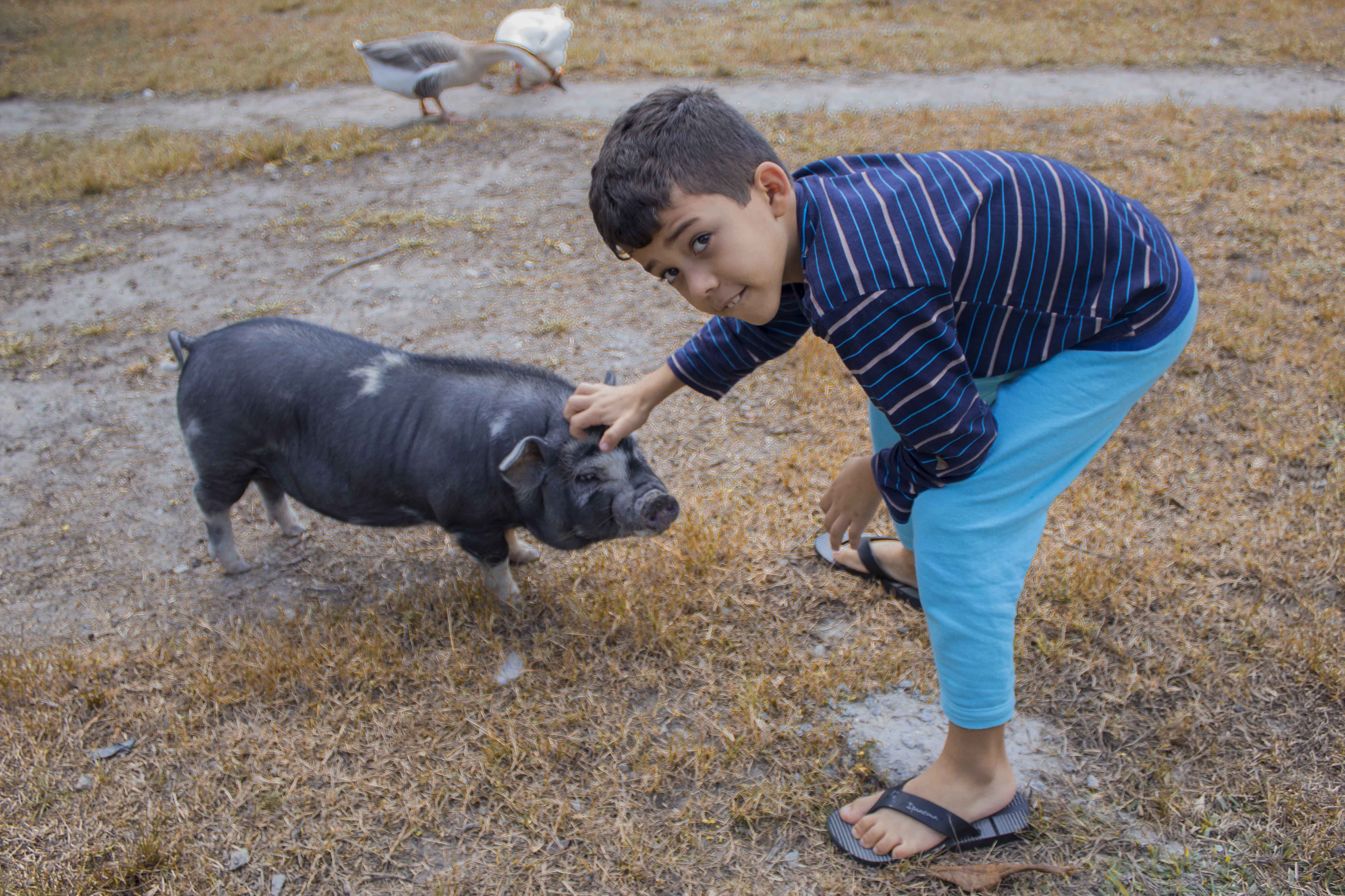Porco vietnamita, a origem dos famosos mini porcos de estimação