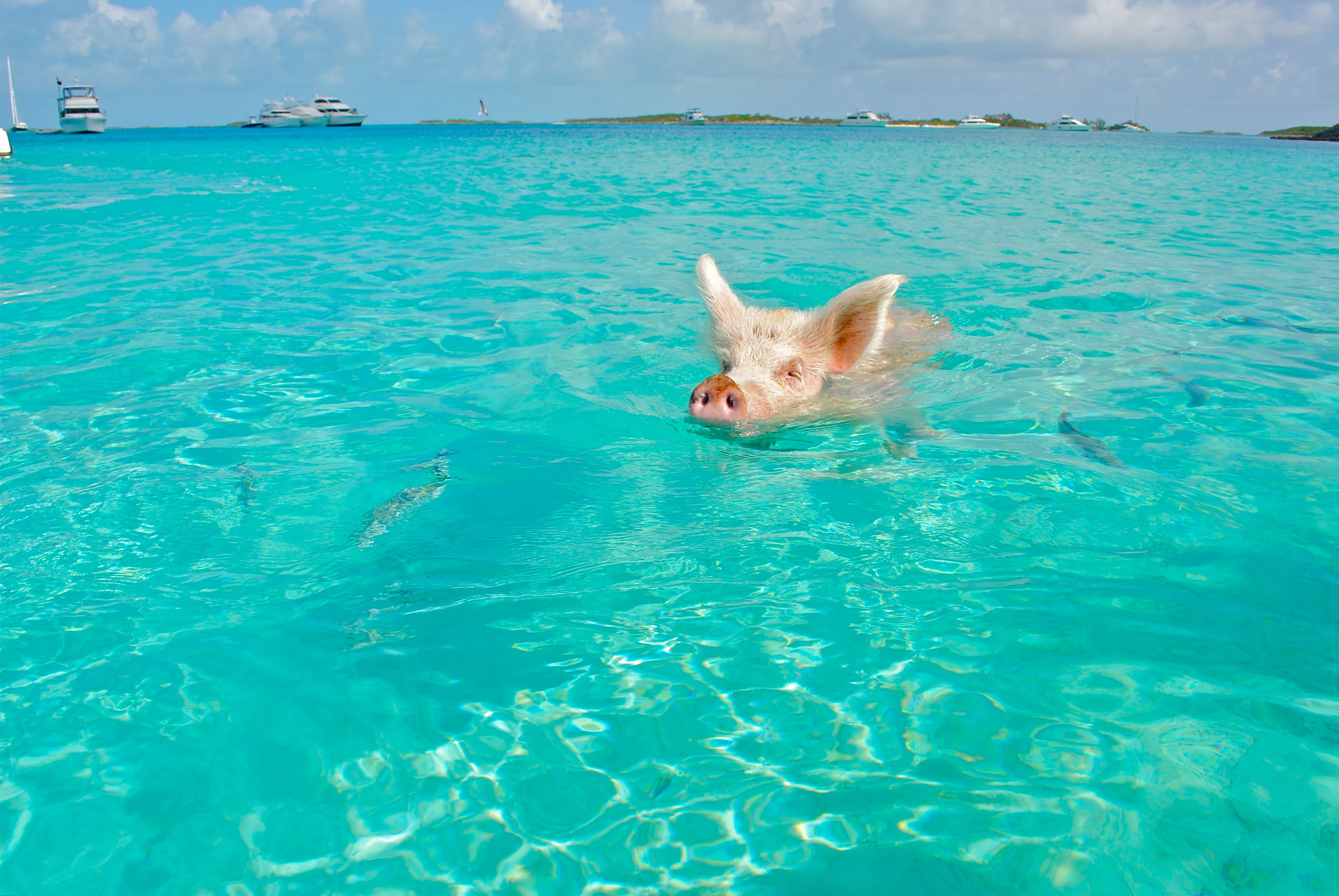 A ilha dos porcos nadadores e sua verdadeira face