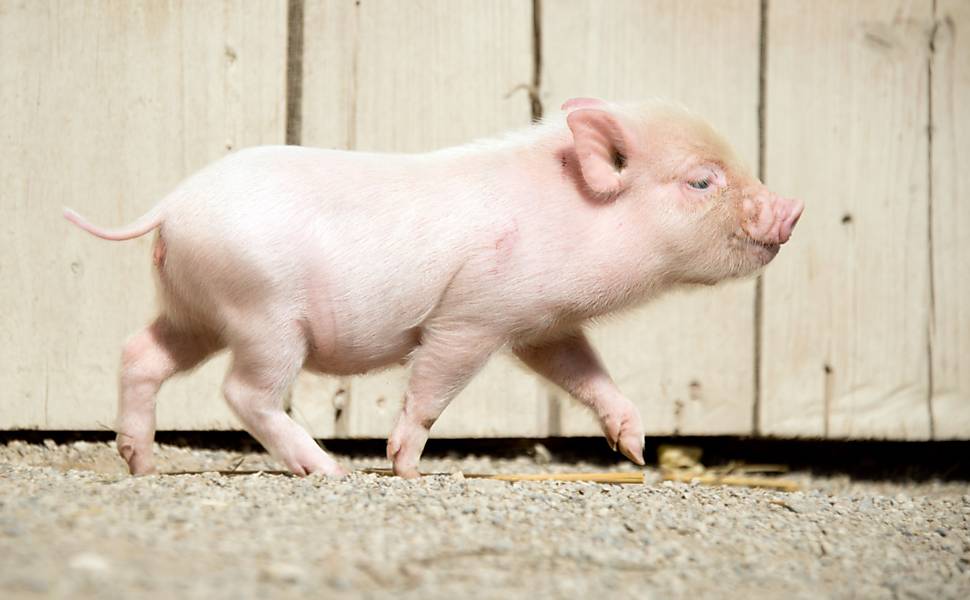FAQ – Perguntas frequentes sobre mini pigs