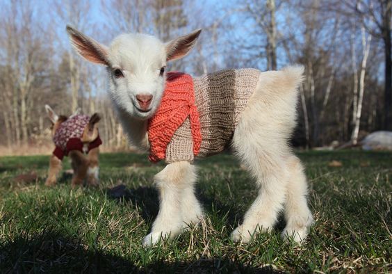mini cabra de suéter