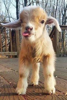 mini cabra mostrando a língua