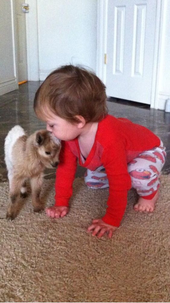 Criança beijando filhote de mini cabra