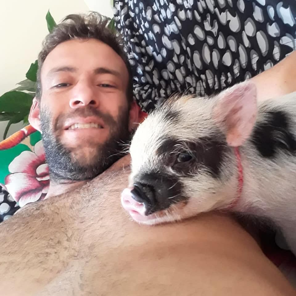 Micro pig deitado com o dono