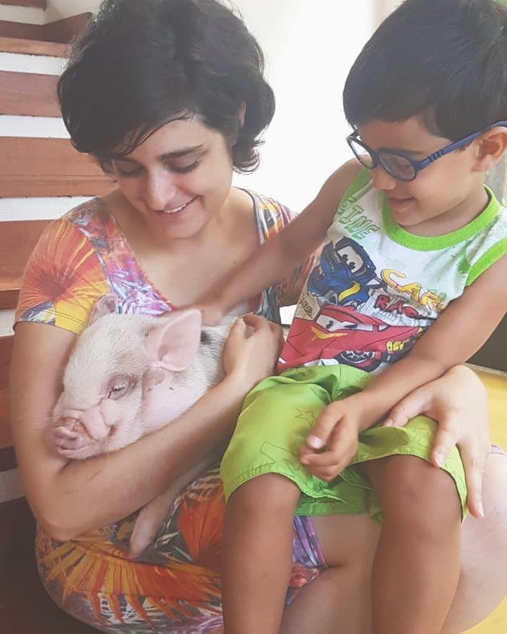 Mini pig se socializando com criança