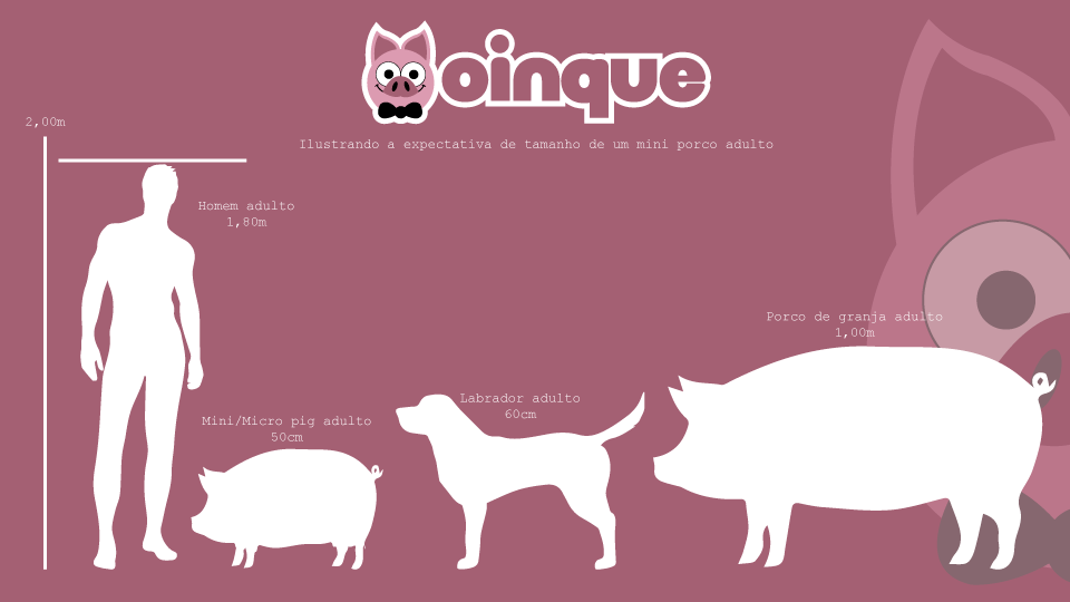 Esse é um gráfico ilustrado desenvolvido pela Oinque com base no que se espera que seja um mini porco adulto.